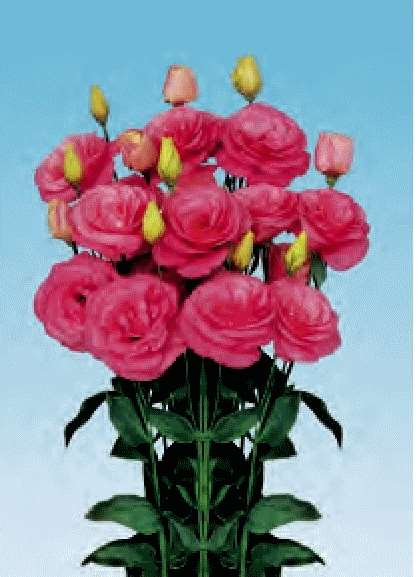 LISIANTHUS F.1 DOPPIO NR.1000 SEMI - COLORI - Foto 2